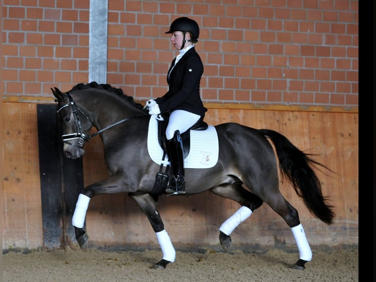 Pony tedesco Giumenta 10 Anni 147 cm Baio in Sarstedt