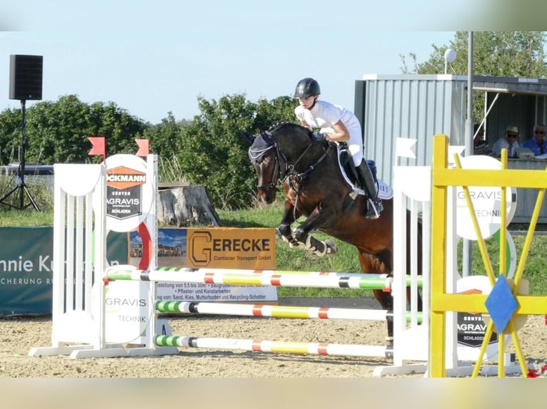 Pony tedesco Giumenta 10 Anni 147 cm Baio scuro in Braunschweig