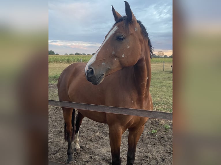 Pony tedesco Giumenta 10 Anni 148 cm Baio in Bohmte