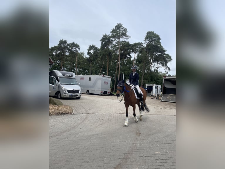 Pony tedesco Giumenta 10 Anni 148 cm Baio in Südlohn