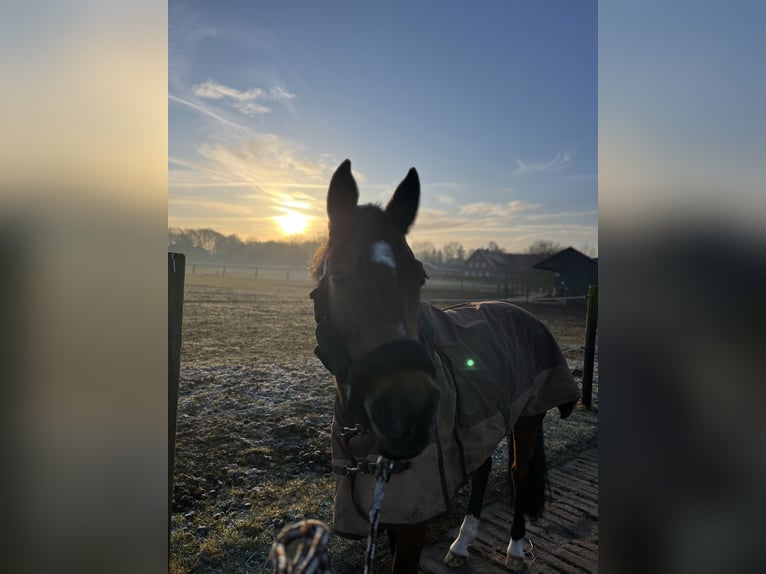 Pony tedesco Giumenta 10 Anni 148 cm Baio in Coesfeld