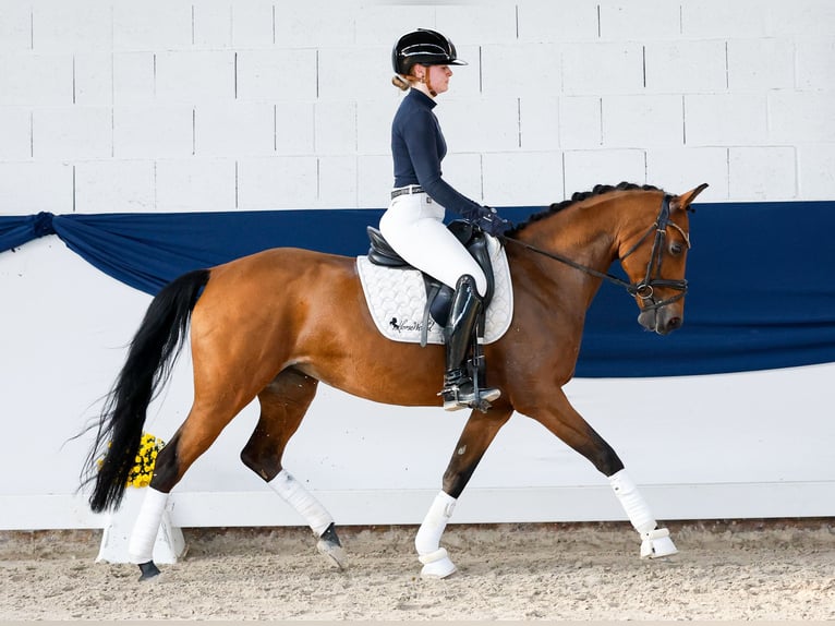 Pony tedesco Giumenta 10 Anni 148 cm Baio in Marsberg