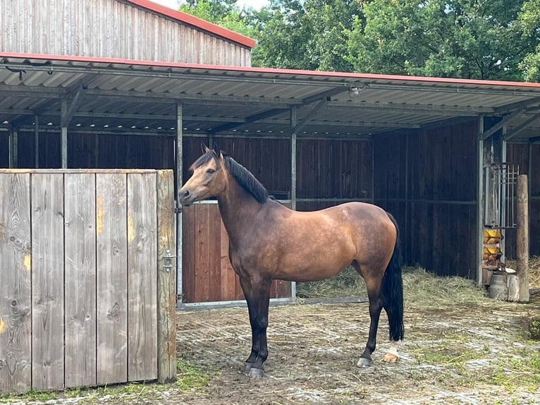 Pony tedesco Giumenta 10 Anni 148 cm Baio in Oerel