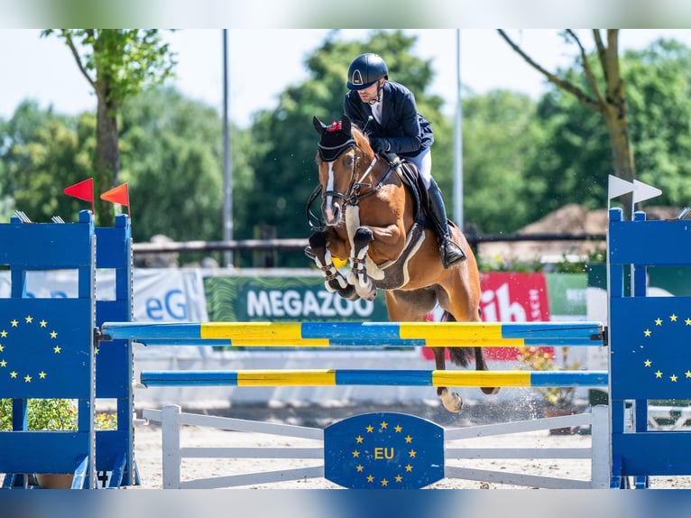 Pony tedesco Giumenta 10 Anni 148 cm Baio in Willich
