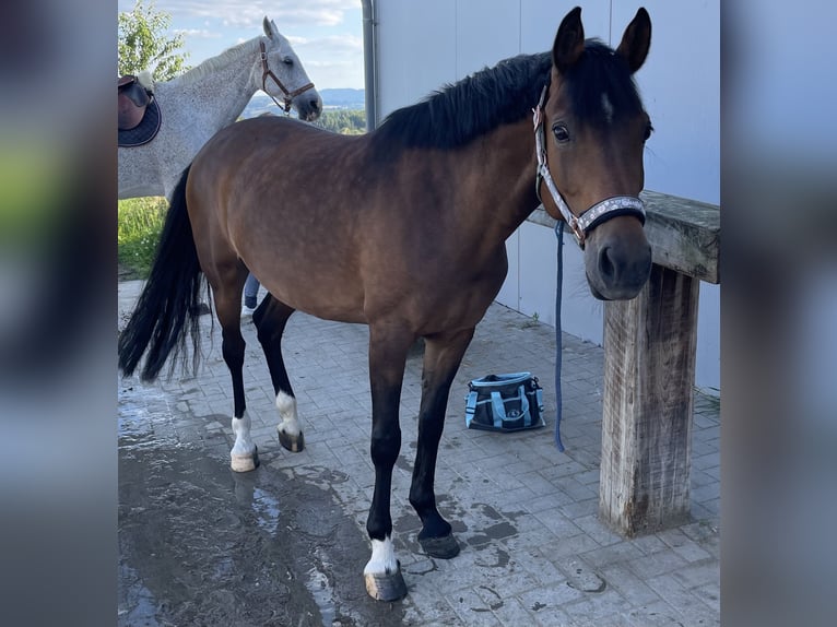 Pony tedesco Giumenta 10 Anni 148 cm Baio in Hennef