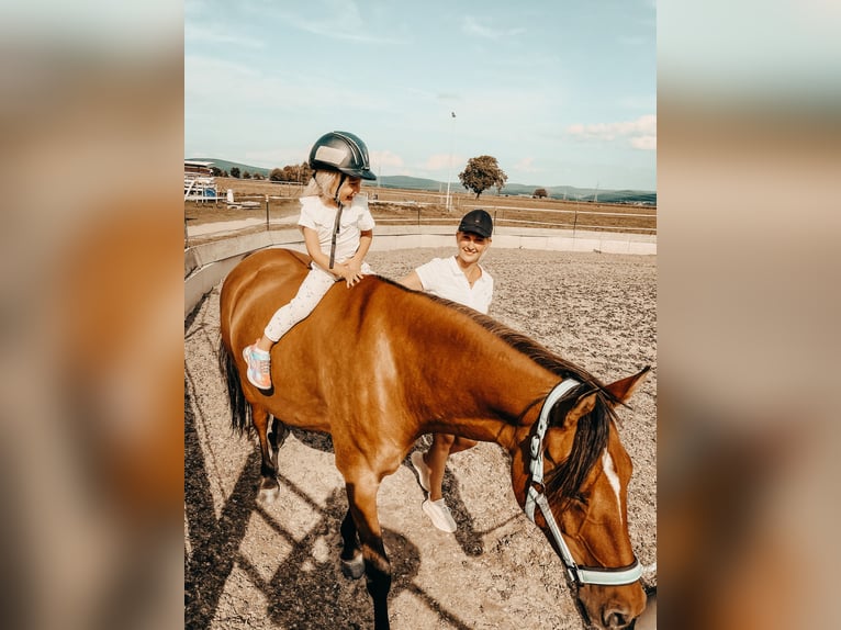 Pony tedesco Giumenta 10 Anni 148 cm Falbo in Laufach