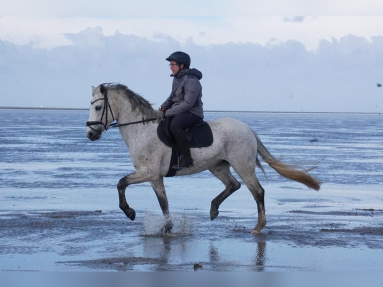 Pony tedesco Giumenta 10 Anni 148 cm Grigio in Uetze