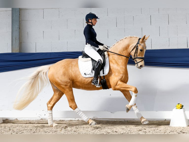 Pony tedesco Giumenta 10 Anni 148 cm Palomino in Marsberg