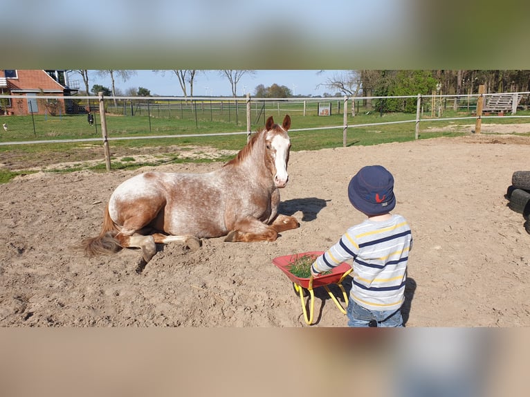 Pony tedesco Mix Giumenta 10 Anni 148 cm Roano rosso in Dickel