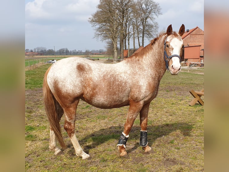 Pony tedesco Mix Giumenta 10 Anni 148 cm Roano rosso in Dickel