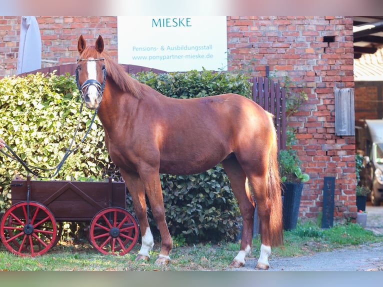 Pony tedesco Giumenta 10 Anni 148 cm Sauro in Groß Twülpstedt
