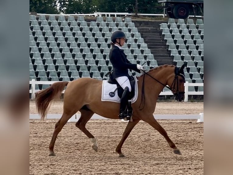 Pony tedesco Giumenta 10 Anni 148 cm Sauro in Willmars