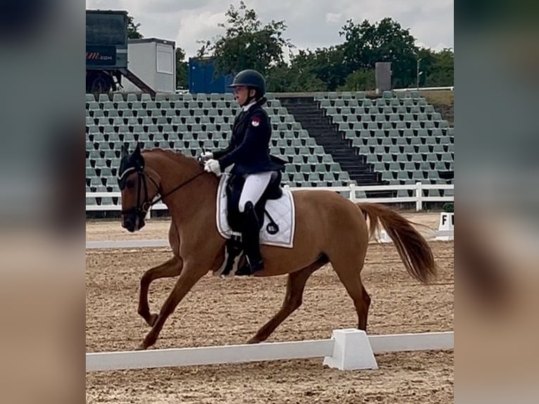 Pony tedesco Giumenta 10 Anni 148 cm Sauro in Willmars