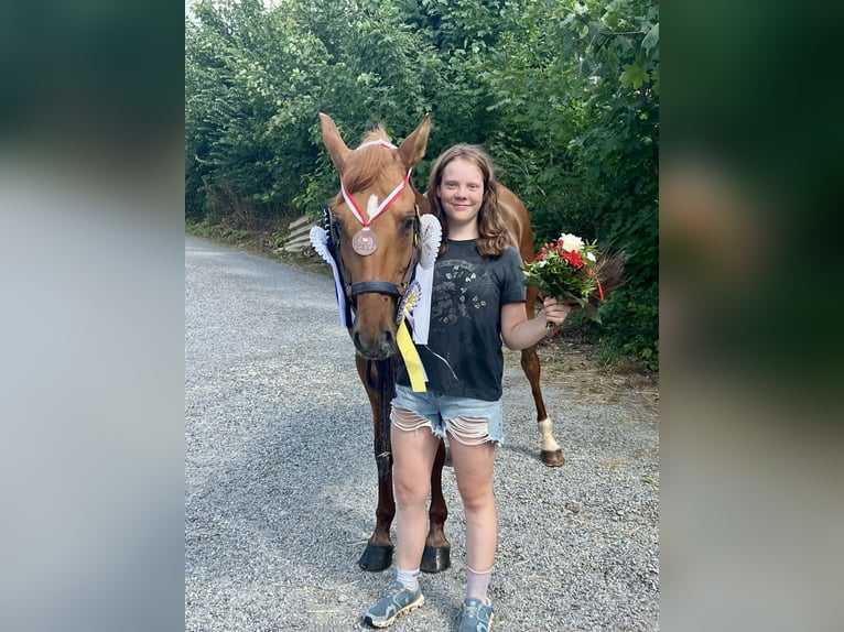 Pony tedesco Giumenta 10 Anni 148 cm Sauro in Willmars