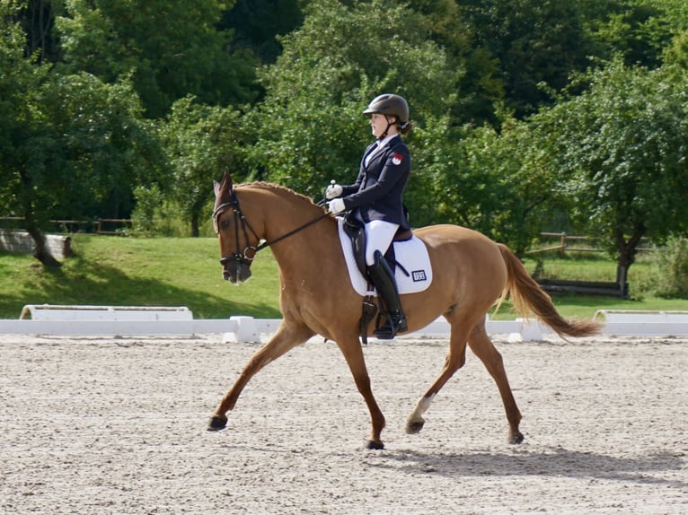Pony tedesco Giumenta 10 Anni 148 cm Sauro in Willmars