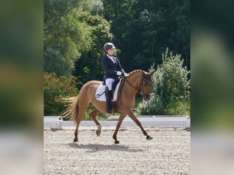 Pony tedesco Giumenta 10 Anni 148 cm Sauro in Willmars