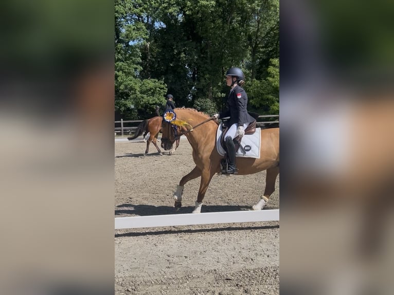 Pony tedesco Giumenta 10 Anni 148 cm Sauro in Willmars