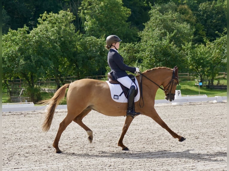 Pony tedesco Giumenta 10 Anni 148 cm Sauro in Willmars