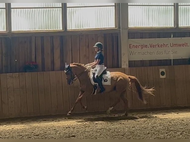 Pony tedesco Giumenta 10 Anni 148 cm Sauro in Willmars