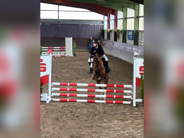 Pony tedesco Giumenta 10 Anni 148 cm Sauro in Hilgermissen
