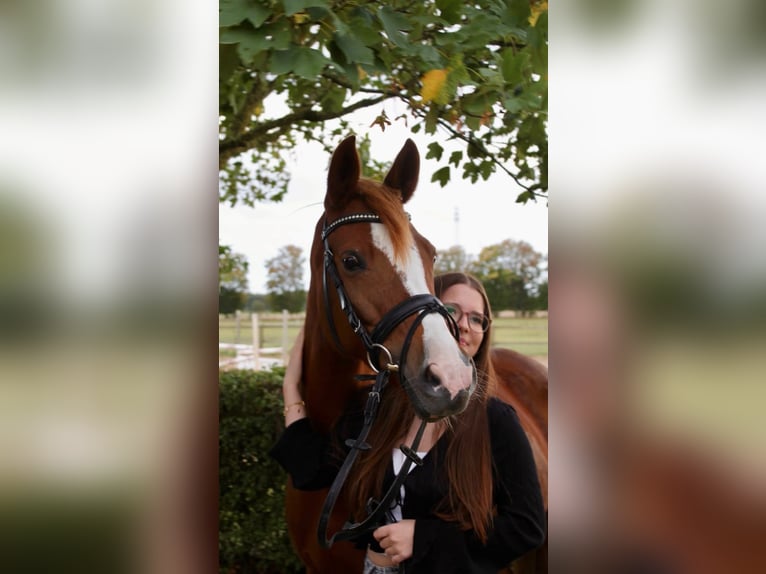 Pony tedesco Giumenta 10 Anni 148 cm Sauro in Hilgermissen