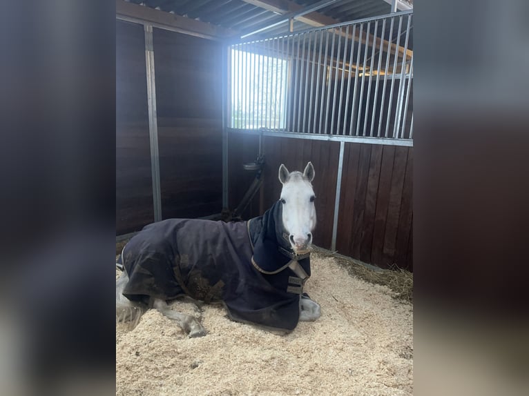 Pony tedesco Giumenta 10 Anni 149 cm Grigio in Thedinghausen