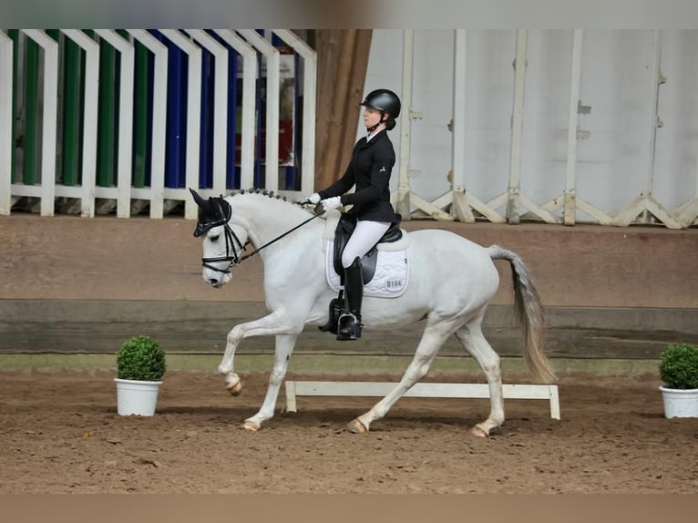 Pony tedesco Giumenta 10 Anni 149 cm Grigio in Thedinghausen