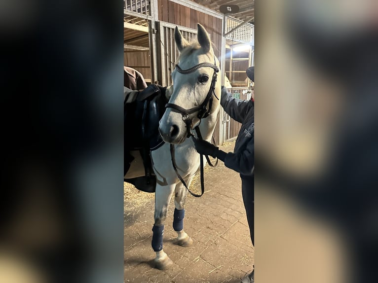 Pony tedesco Giumenta 10 Anni 149 cm Grigio in Thedinghausen