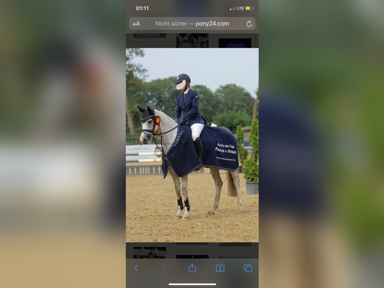 Pony tedesco Giumenta 10 Anni 149 cm Grigio in Thedinghausen