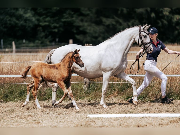 Pony tedesco Giumenta 10 Anni 149 cm Grigio in Thedinghausen