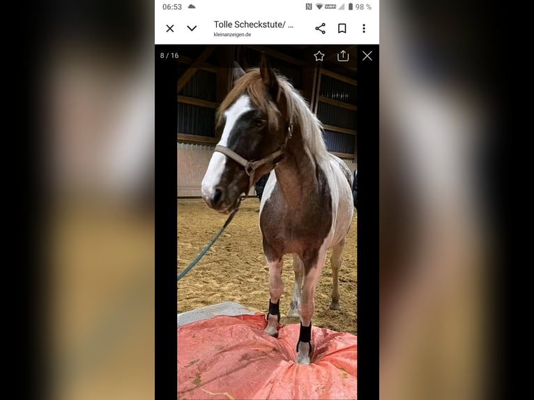 Pony tedesco Mix Giumenta 10 Anni 149 cm Pezzato in Hahnenknoop