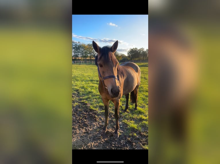 Pony tedesco Giumenta 10 Anni 150 cm Pelle di daino in Altensteig
