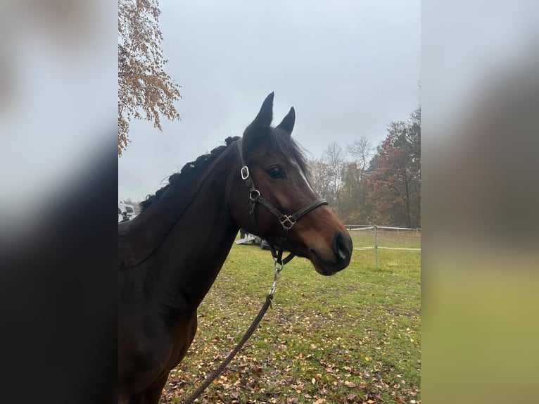 Pony tedesco Giumenta 10 Anni 152 cm Baio in Leonberg