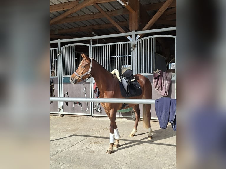 Pony tedesco Giumenta 10 Anni 153 cm Sauro scuro in Essen