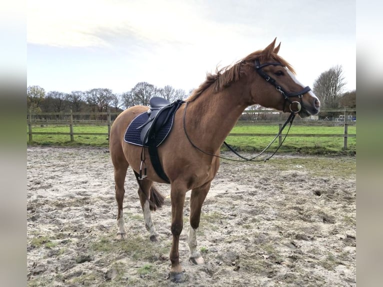 Pony tedesco Giumenta 10 Anni 155 cm Sauro in Lastrup