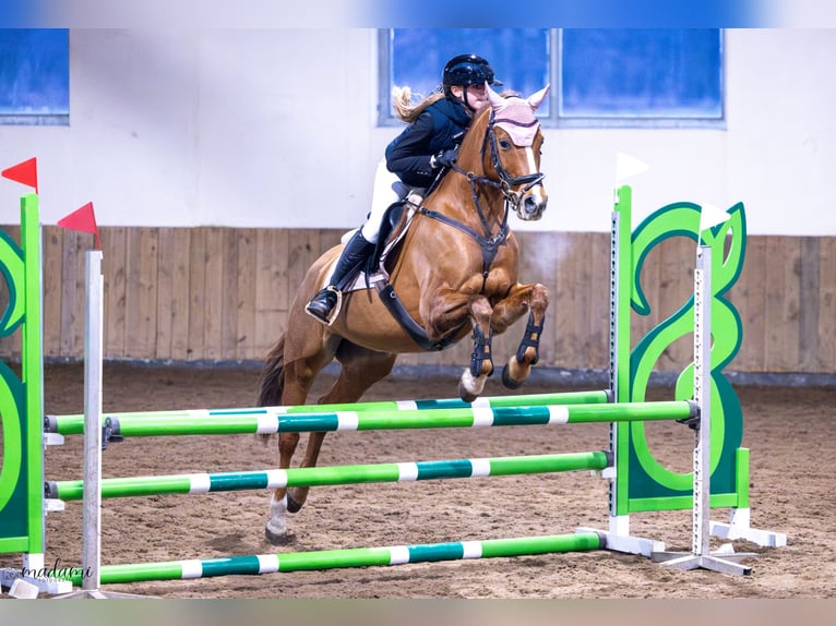 Pony tedesco Giumenta 10 Anni 155 cm Sauro in Łochowice