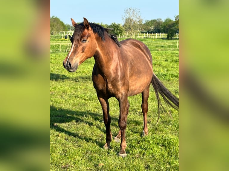 Pony tedesco Giumenta 10 Anni 155 cm Sauro scuro in Blomberg