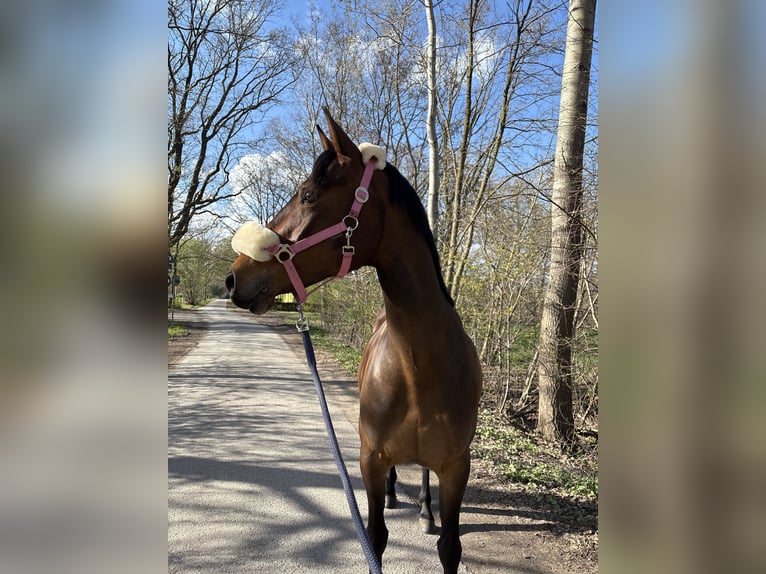 Pony tedesco Giumenta 10 Anni 156 cm Baio in Oyten