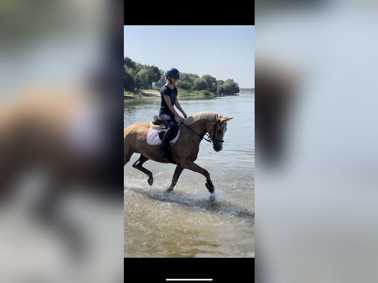 Pony tedesco Giumenta 10 Anni 165 cm Palomino in Eppingen