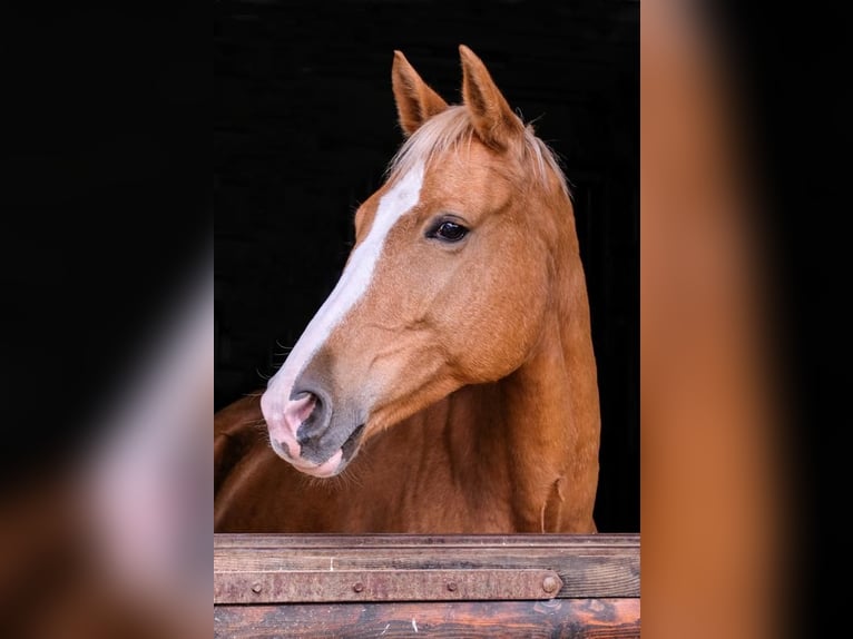 Pony tedesco Giumenta 10 Anni 165 cm Palomino in Eppingen