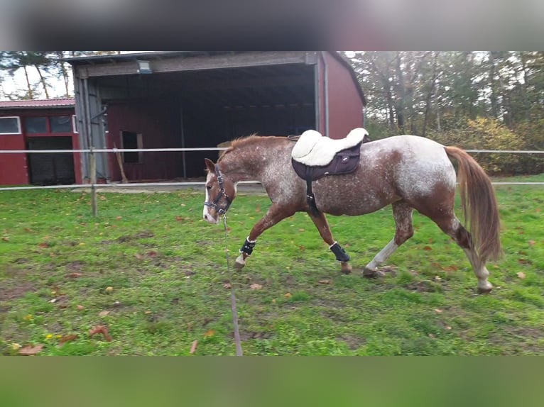 Pony tedesco Mix Giumenta 10 Anni Roano rosso in Dickel