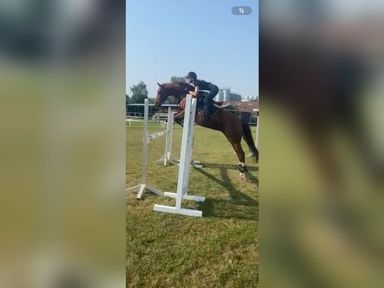 Pony tedesco Giumenta 10 Anni Sauro in Uetze