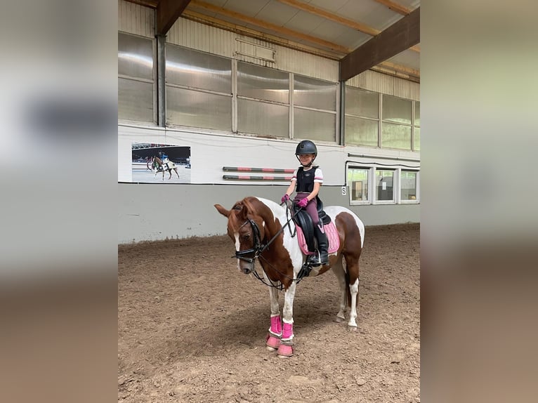 Pony tedesco Giumenta 11 Anni 136 cm Pezzato in Fürstenau