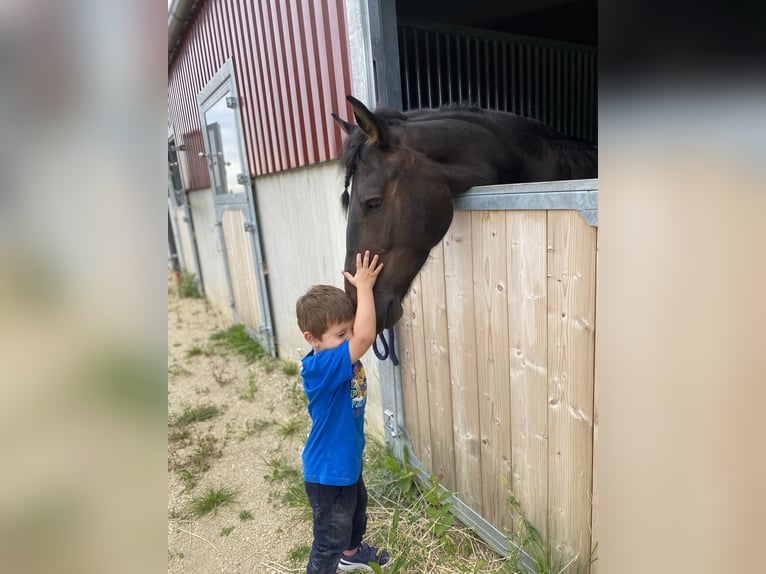 Pony tedesco Mix Giumenta 11 Anni 140 cm Baio nero in St. Thomas am Blasenstein