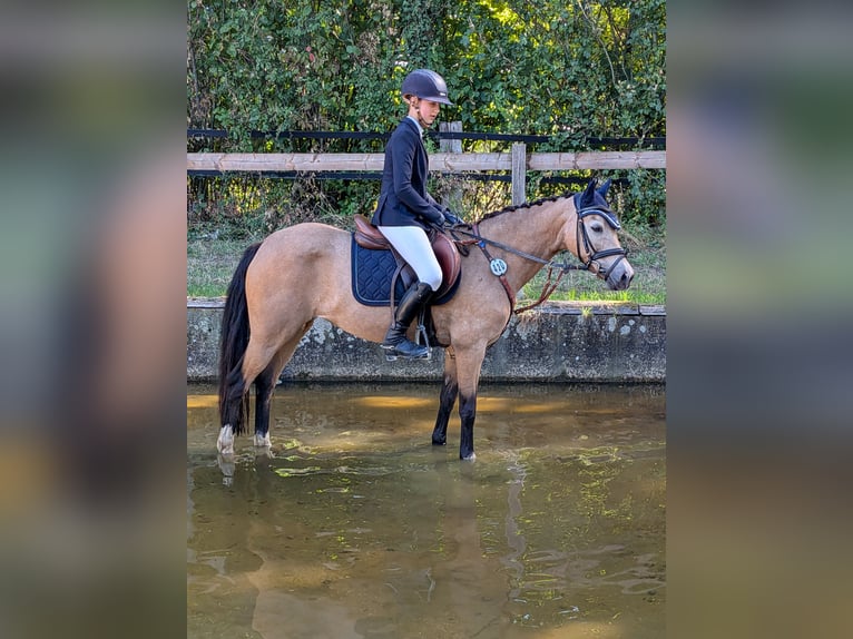 Pony tedesco Giumenta 11 Anni 140 cm Falbo in Gescher