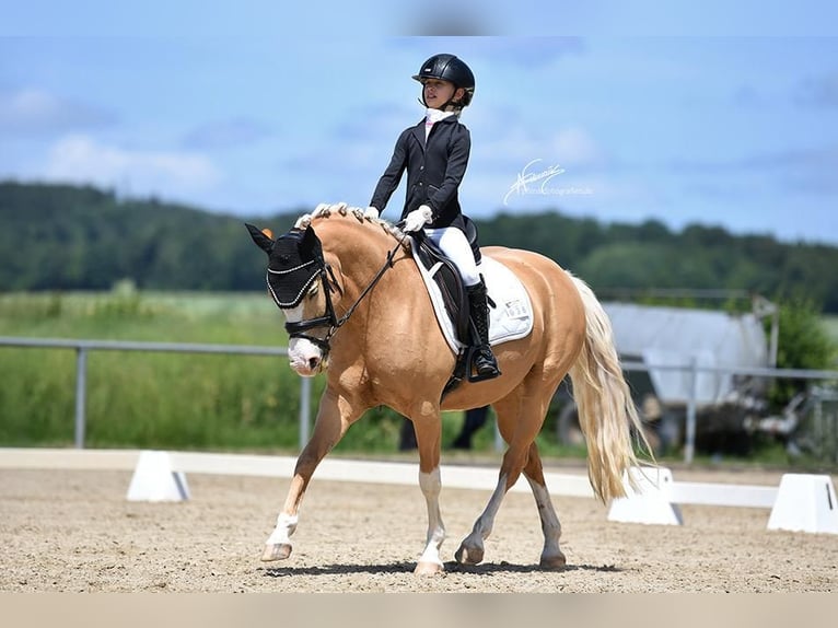 Pony tedesco Giumenta 11 Anni 140 cm Palomino in Neu-Anspach