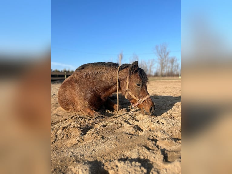 Pony tedesco Giumenta 11 Anni 141 cm Baio in Weißenfels