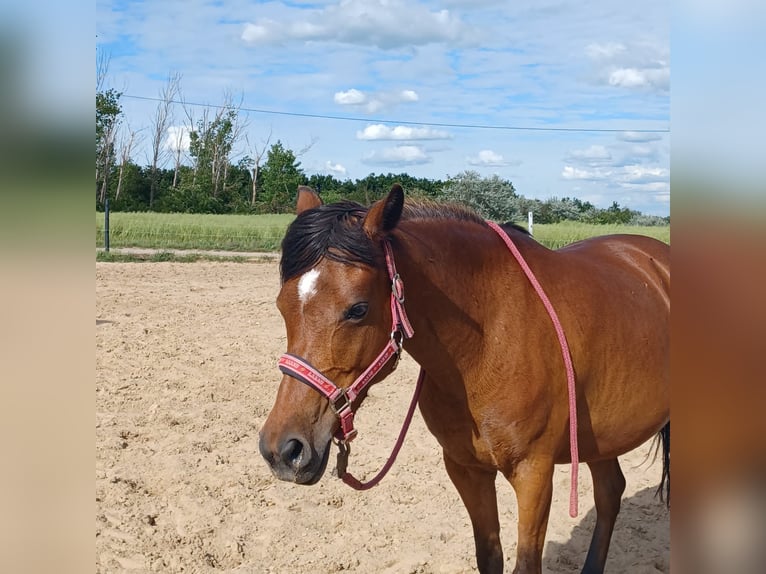 Pony tedesco Giumenta 11 Anni 141 cm Baio in Weißenfels