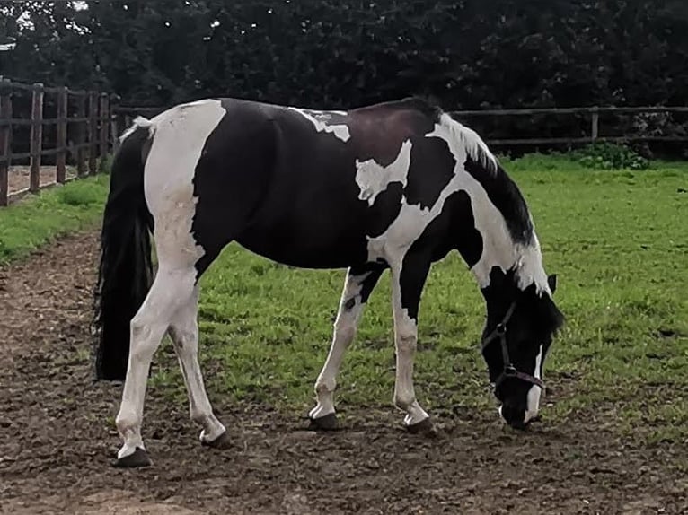 Pony tedesco Mix Giumenta 11 Anni 141 cm Pezzato in Werne