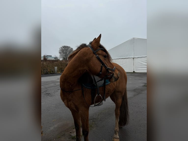 Pony tedesco Giumenta 11 Anni 141 cm Red dun in Daleiden